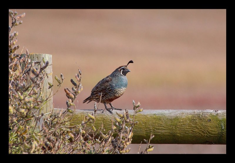California Quail II Pt Reyes.jpg :: Catalogue No. 936

Image Size:   16X24 in. on Canvas

IN THE COLLECTION OF AND ON DISPLAY IN PT REYES NATIONAL SEASHORE
