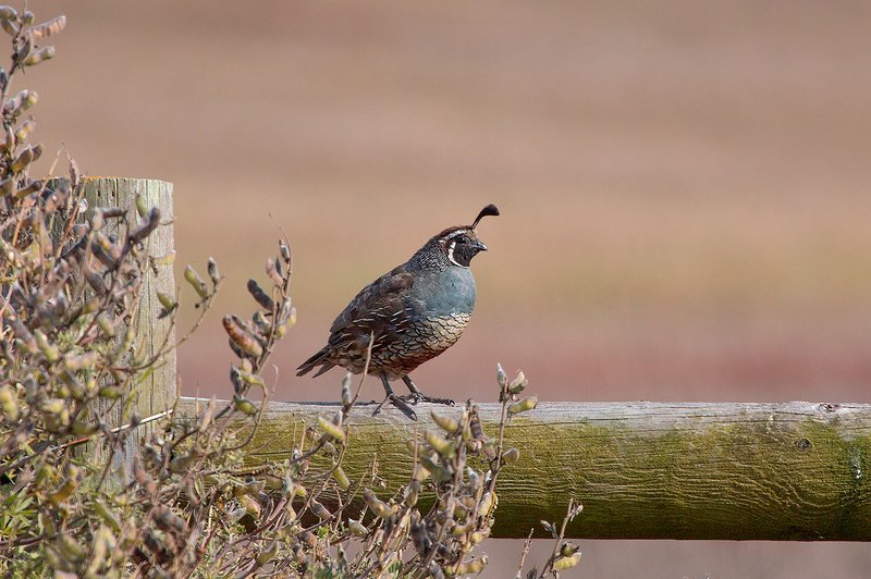 California Quail II.jpg :: Catalogue No. 936

Image Size: 16x24 in. on Canvas