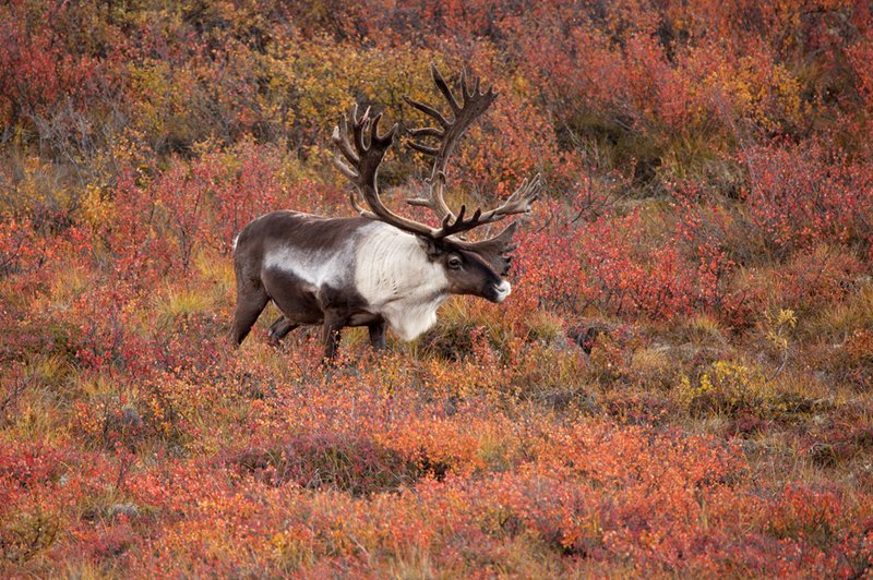 Caribou Autumn II.jpg :: Catalogue No. 549
Image Size: 13X19 in. on Art Paper
             16X24 in. on Paper or Canvas 
              22X34 in. on Canvas