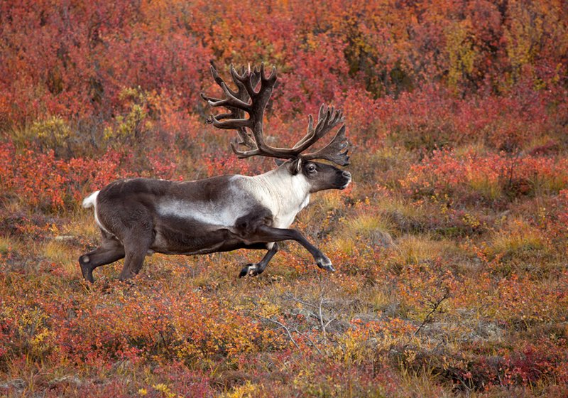 Caribou Autumn III.jpg :: Catalogue No. 554

Image Size: 13X19 in. on Art Paper
             16X24 in. on Paper or Canvas 
              22X34 in. on Canvas

IN THE MUSEUM COLLECTION OF DENALI NATIONAL  ON LOAN TO THE DIRECTOR OF THE ALASKA REGION OF NPS
