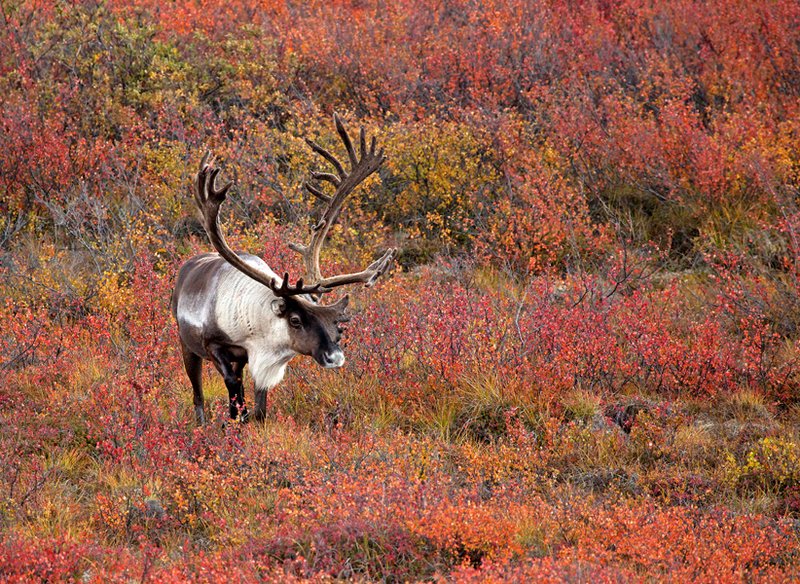 Caribou Autumn IV.jpg :: Catalogue No. 598

Image Size: 13X19 in. on Art Paper
             16X24 in. on Paper or Canvas 
              22X34 in. on Canvas