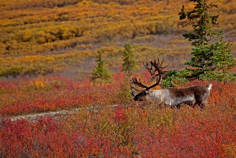 Caribou Autumn V.jpg :: Catalogue No. 548

Image Size: 13X19 in. on Art Paper
             16X24 in. on Paper or Canvas 
              22X34 in. on Canvas