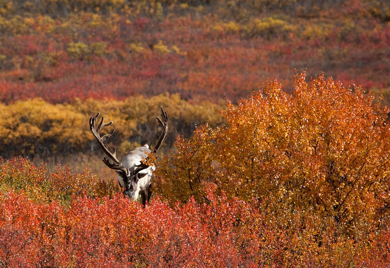 Caribou Autumn VI.jpg :: Catalogue No. 548

Image Size: 13X19 in. on Art Paper
             16X24 in. on Paper or Canvas 
              22X34 in. on Canvas