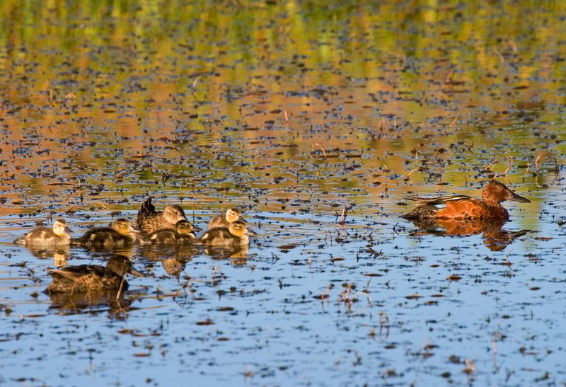 Cinnamon Teal  Ruddy Duck Babies.jpg :: Catalogue No. 507

Image Size: From 13X19 in. up to 20X20 in. on Canvas or Art Paper