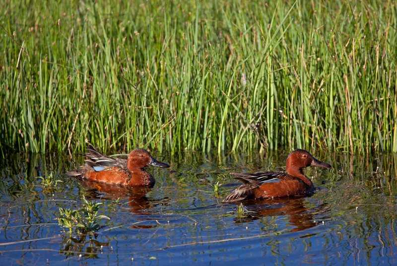 Cinnamon Teal IV.jpg :: Catalogue No. 518

Image Size: From 13X19 in. up to 20X20 in. on Canvas or Art Paper