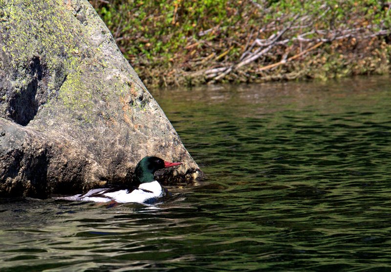 Common Merganser Drake.jpg :: Catalogue No. 494

Image Size: From 13X19 in. up to 20X20 in. on Canvas or Art Paper