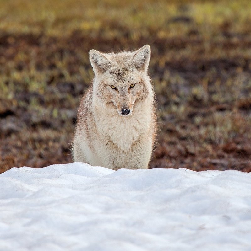 Coyote Portrait V.jpg :: Catalogue No. 1031

Image Size:   20x20 in. on Canvas
