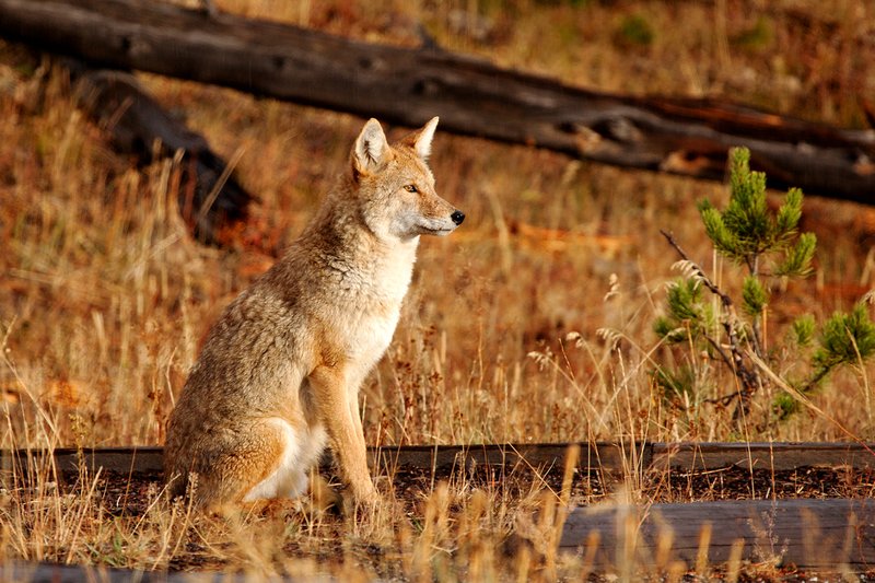 Coyote Sunset II.jpg :: Catalogue No. 567

Image Size: 13X19 in. on Art Paper
             16X24 in. on Paper or Canvas 
              20X30 in. on Canvas