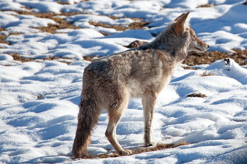 Coyote Survivor.jpg :: Catalogue No. 387

Image Size: 13X19 on Art Paper
              16X24 on Paper or Canvas
              20X30 in. on Canvas