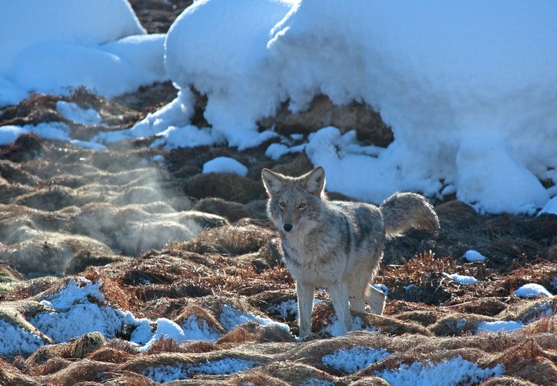 Coyote Winter I.jpg :: Catalogue No. 385
Image Size: 13X19 on Art Paper
              16X24 on Paper or Canvas
              