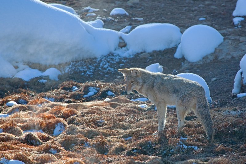 Coyote Winter II.jpg :: Catalogue No. 386
Image Size: 13X19 on Art Paper
              16X24 on Paper or Canvas
              20X30 in. on Canvas