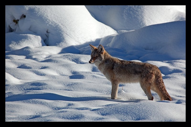 Coyote Winter.jpg :: Catalogue No. 388

Image Size: 13X19 on Art Paper
              16X24 on Paper or Canvas
              22X32 in. on Canvas
