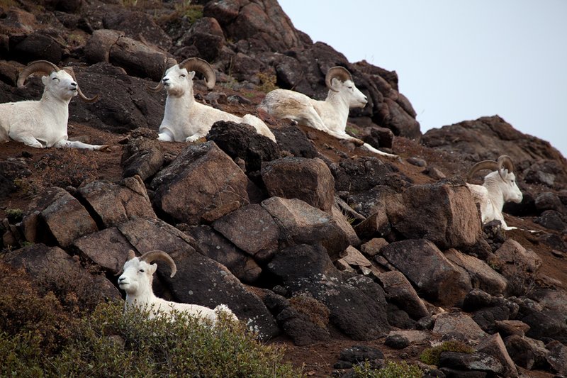 Dall Sheep I.jpg :: Catalogue No. 601

Image Size:   13X19 in. on Art Paper
              16X24 in. on Paper or Canvas 
              22X32 in. on Canvas