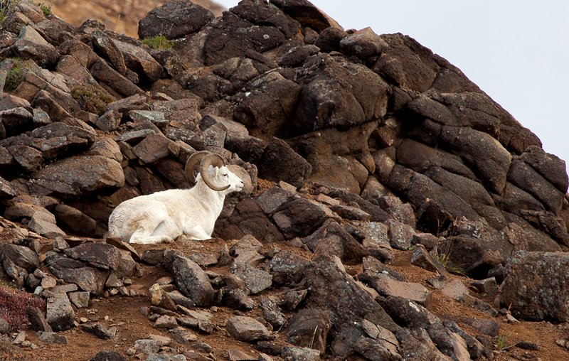Dall Sheep II.jpg :: Catalogue No. 602

Image Size:   13X19 in. on Art Paper
              16X24 in. on Paper or Canvas 
              22X32 in. on Canvas
