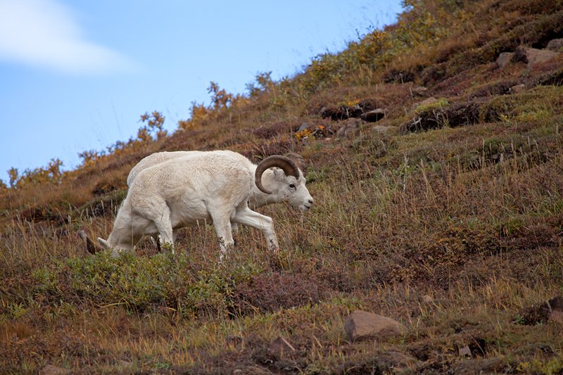Dall Sheep III.jpg :: Catalogue No. 603

Image Size:   13X19 in. on Art Paper
              16X24 in. on Paper or Canvas 
              22X32 in. on Canvas