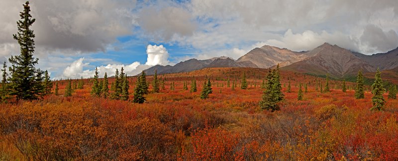 Denali Autumn Color Panorama I RI.jpg