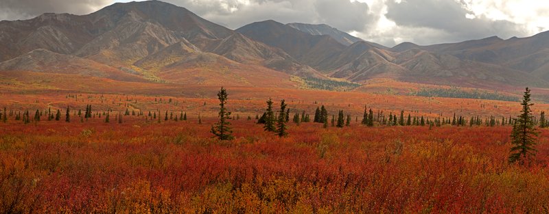 Denali Autumn Color Panorama III RI.jpg