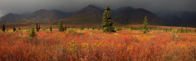 Denali Autumn Color Panorama VIII RI.jpg