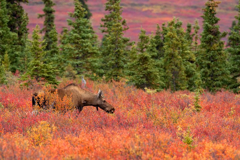 Denali Autumn Moose I.jpg :: Catalogue No. 548

Image Size: 13X19 in. on Art Paper
             16X24 in. on Paper or Canvas 
              22X34 in. on Canvas