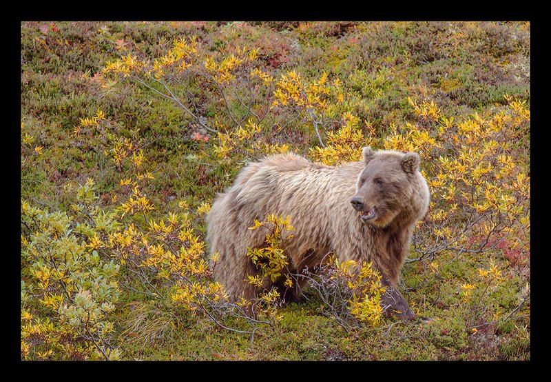 Denali Grizzley Bear VIII.jpg :: Catalogue No. 994

Image Size:   20X30 in. on Canvas