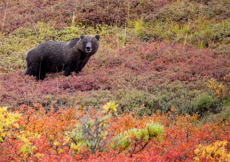 Denali Grizzly I.jpg :: Catalogue No. 545

Image Size:   13X19 in. on Art Paper
              16X24 in. on Paper or Canvas 
              22X32 in. on Canvas
