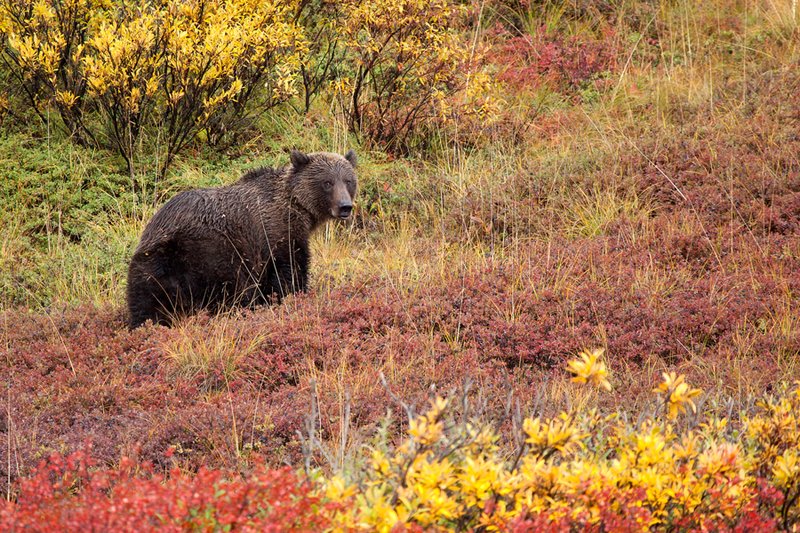 Denali Grizzly III.jpg