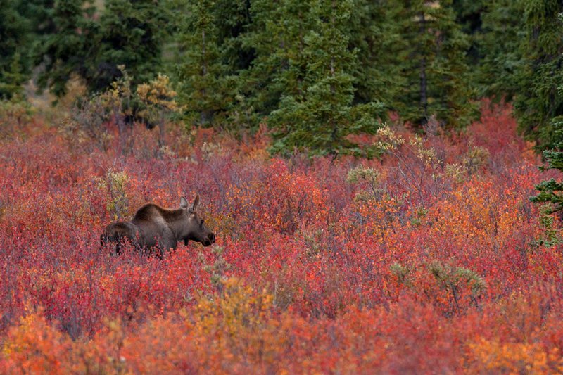 Denali Moose Calf.jpg