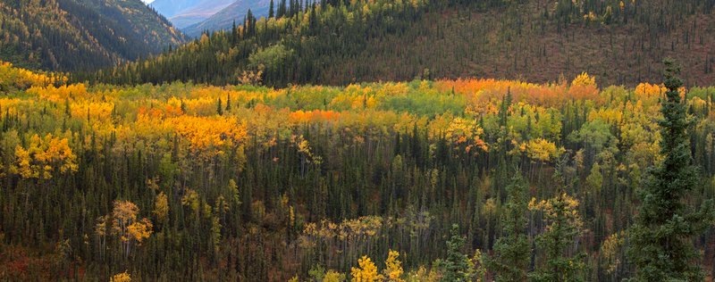 Denali Riley Creek Panorama IV RI.jpg