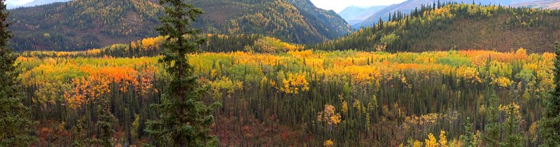 Denali Riley Creek Panorama V RI.jpg