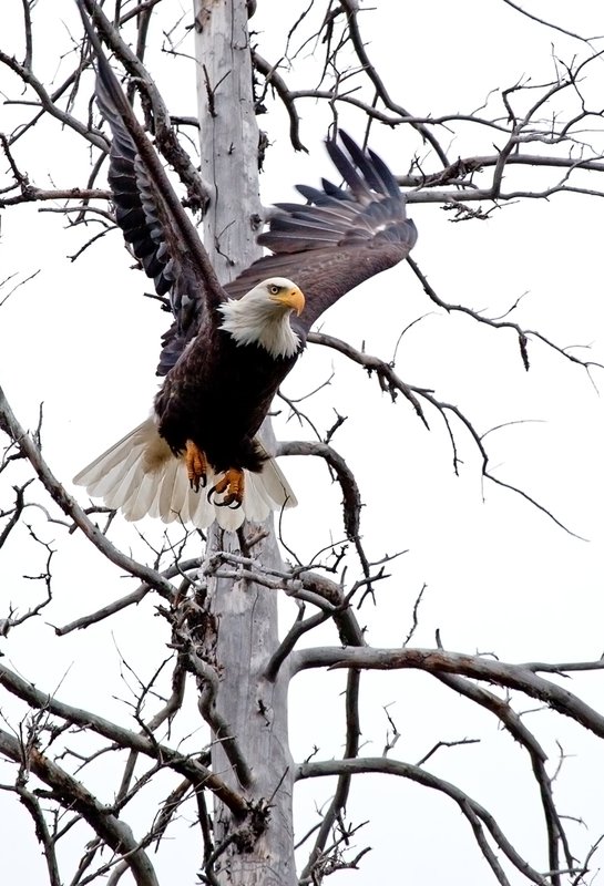 Eagle Winter I.jpg :: Catalogue No. 568

Image Size: 13X19 in. on Art Paper
             16X24 in. on Paper or Canvas 
