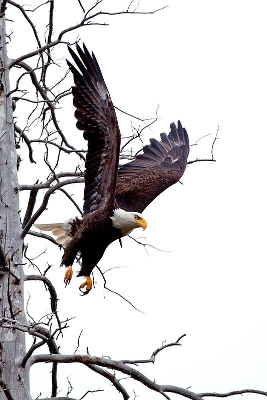 Eagle Winter II.jpg :: Catalogue No. 569

Image Size: 13X19 in. on Art Paper
             16X24 in. on Paper or Canvas 
