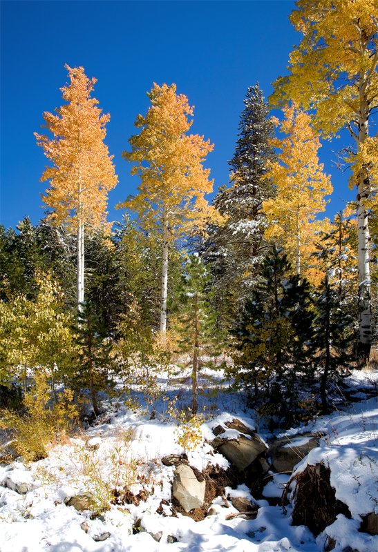 Early Snow Lakes Basin.jpg :: Catalogue No. 835168

Image Size:   16X24 in. on Canvas or Paper
              13X19 on Art Paper