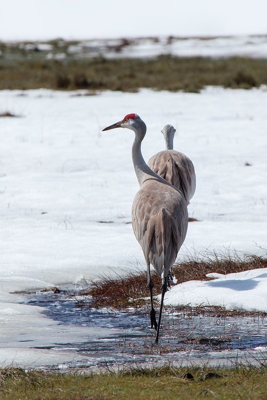 Early Spring Sandhill Cranes.jpg :: Catalogue No. 1014

Image Size:   16X24 in. on Canvas