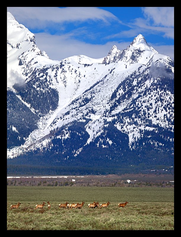 Elk  and Tetons II.jpg :: Catalogue No. 1003

Image Size:   24X32 in. on Canvas