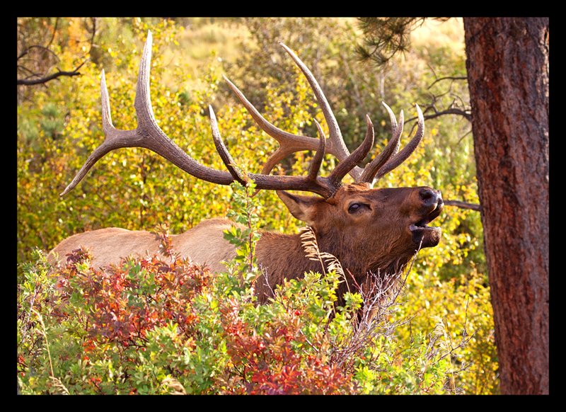 Elk Autumn I.jpg :: Catalogue No. 747

Image Size:  22X31 in. on Canvas
             16X24 in. on Canvas or Art Paper
             13X19 in. on Art Paper
