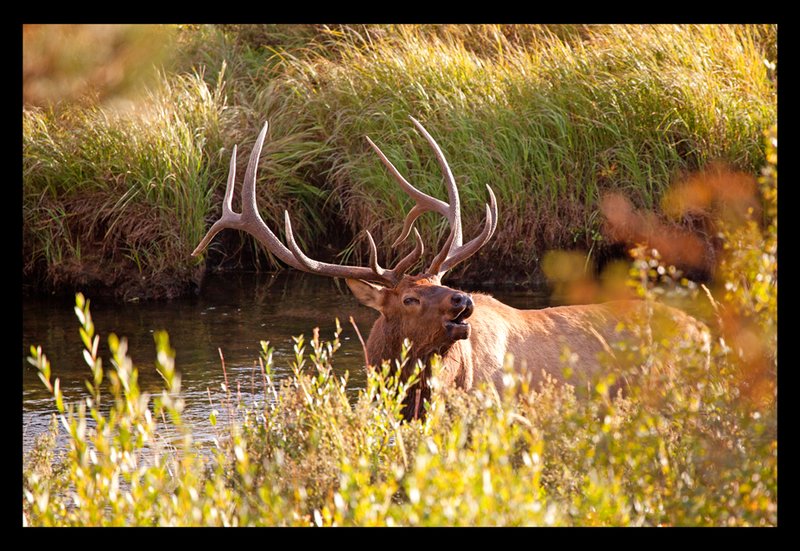 Elk Autumn III.jpg :: Catalogue No. 744

Image Size:  22X33 in. on Canvas
             16X24 in. on Canvas or Art Paper
             13X19 in. on Art Paper
