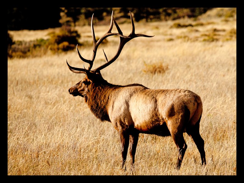 Elk Sunset II.jpg :: Catalogue No. 745

Image Size:  22X30 in. on Canvas
             16X24 in. on Canvas or Art Paper
             13X19 in. on Art Paper
