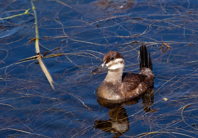 Female Ruddy Duck.jpg :: Catalogue No. 517

Image Size: From 13X19 in. up to 20X20 in. on Canvas or Art Paper