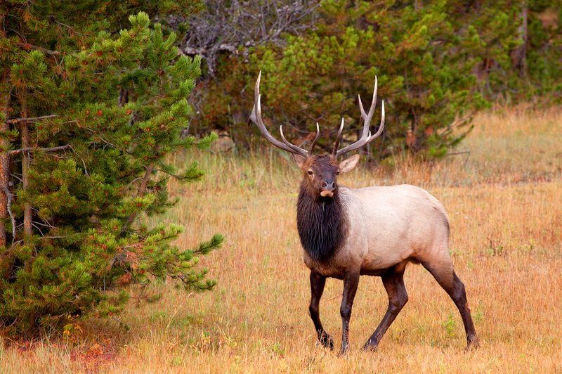 Firehole River Elk I.jpg :: Catalogue No. 562

Image Size: 13X19 in. on Art Paper
             16X24 in. on Paper or Canvas 
              20X30 in. on Canvas