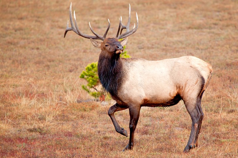 Firehole River Elk III.jpg :: Catalogue No. 565

Image Size: 13X19 in. on Art Paper
             16X24 in. on Paper or Canvas 
              22X34 in. on Canvas