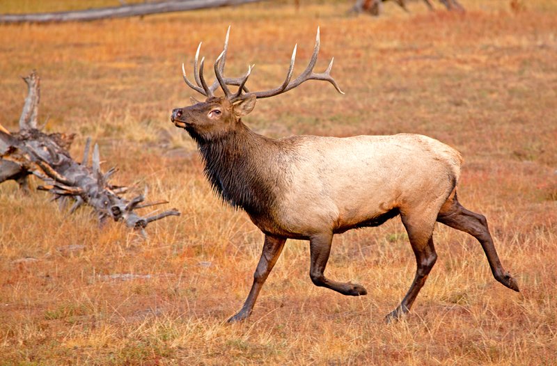 Firehole River Elk IV.jpg :: Catalogue No. 566

Image Size: 13X19 in. on Art Paper
             16X24 in. on Paper or Canvas 
              20X30 in. on Canvas
