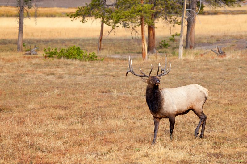 Firehole River Elk VI.jpg :: Catalogue No. 573

Image Size: 13X19 in. on Art Paper
             16X24 in. on Paper or Canvas 
              20X30 in. on Canvas
