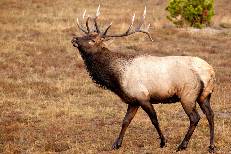Firehole River Elk VII.jpg :: Catalogue No. 572

Image Size: 13X19 in. on Art Paper
             16X24 in. on Paper or Canvas 
              20X30 in. on Canvas