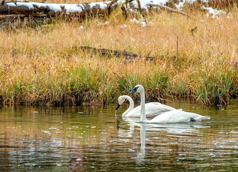 Firehole River Swans I Yellowstone NP.jpg :: Catalogue No. 1167

Image Size:   18x25 in. on Canvas