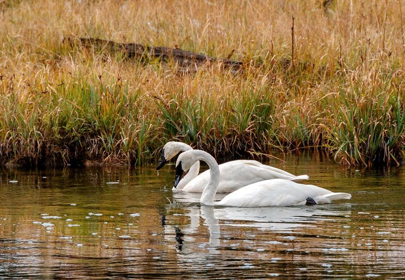 Firehole River Swans IV Yellowstone NP.jpg :: Catalogue No. 1185

Image Size:   20X29 in. on Canvas