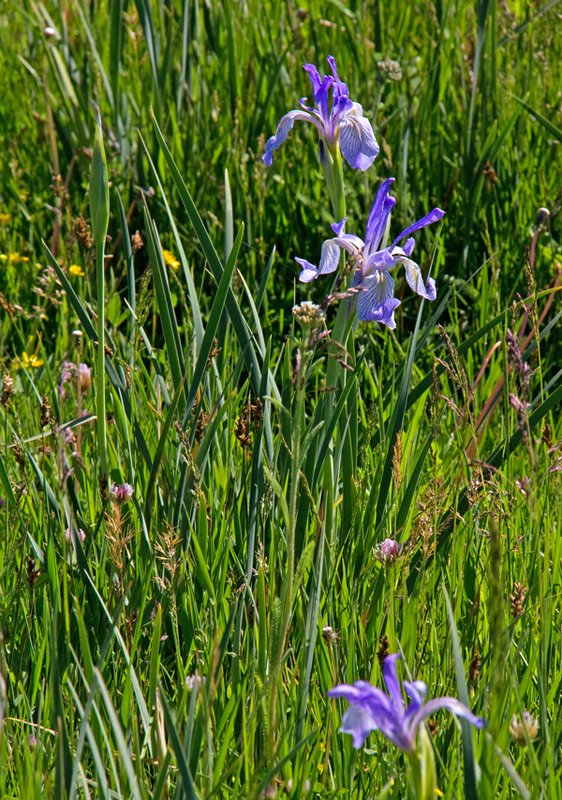 Flag Iris II.jpg :: Catalogue No. 469

Image Size: Up to 20X30 on Canvas or Art Paper