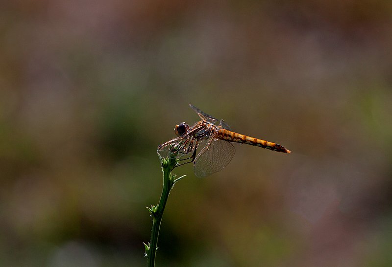 Golden Dragonfly I.jpg :: Catalogue No. 519

Image Size:      13X19 on Art Paper