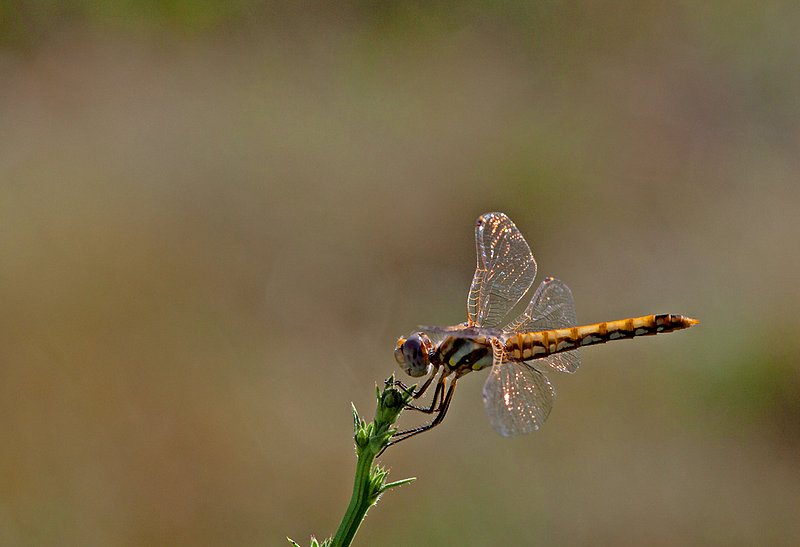 Golden Dragonfly III.jpg :: Catalogue No. 521

Image Size:      13X19 on Art Paper