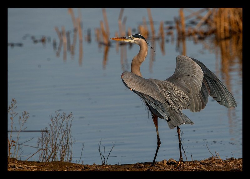 Great Blue Heron Portrait II.jpg :: Catalogue No. 1191

Image Size:   21X30 in. on Canvas