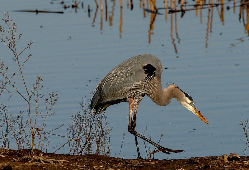 Great Blue Heron Portrait IV.jpg :: Catalogue No. 1193

Image Size:   18x25 in. on Canvas